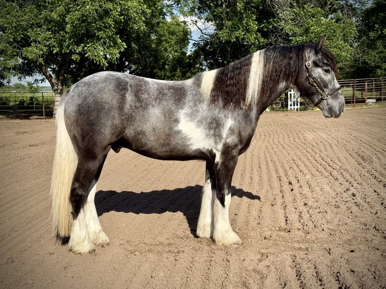Tinker Mix Ruin 2 Jaar 152 cm Gevlekt-paard in De Leon, TX