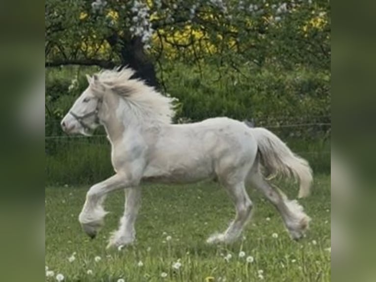Tinker Ruin 2 Jaar Palomino in Ulsnis