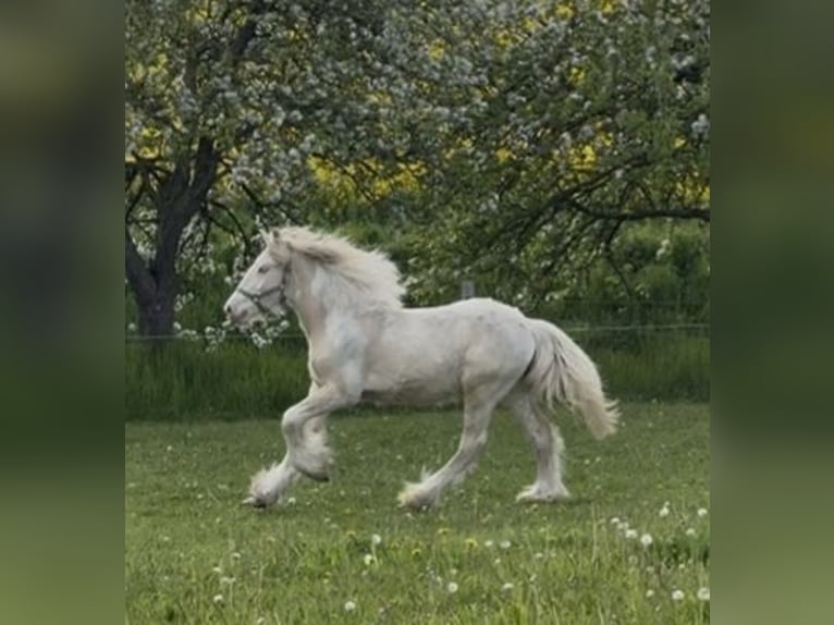 Tinker Ruin 2 Jaar Palomino in Ulsnis