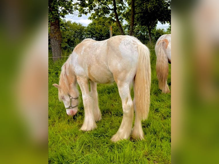Tinker Ruin 2 Jaar Palomino in Ulsnis
