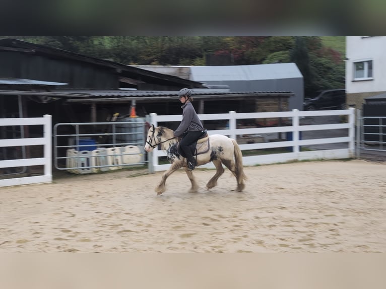 Tinker Ruin 3 Jaar 125 cm Gevlekt-paard in Morsbach