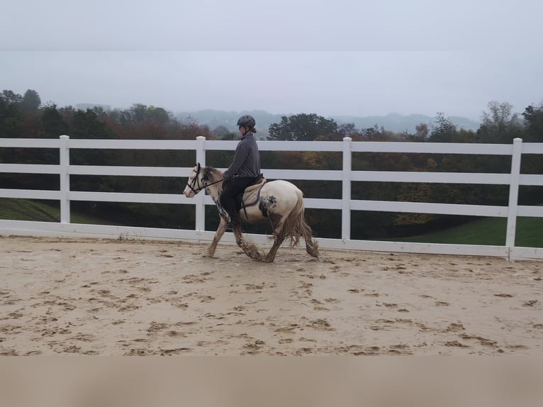 Tinker Ruin 3 Jaar 125 cm Gevlekt-paard in Morsbach