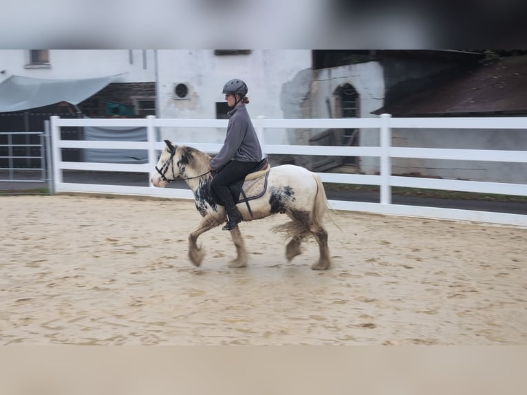Tinker Ruin 3 Jaar 125 cm Gevlekt-paard in Morsbach