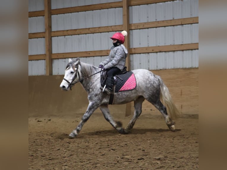 Tinker Ruin 3 Jaar 127 cm Schimmel in Howell