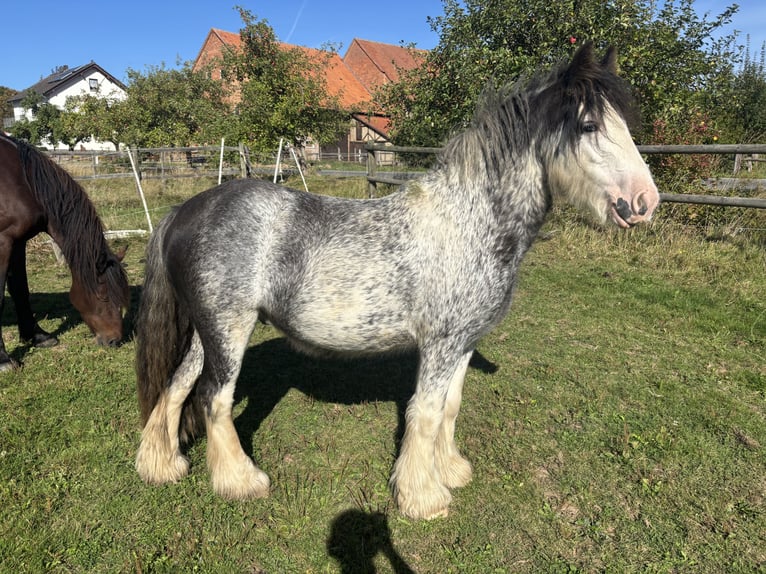 Tinker Ruin 3 Jaar 128 cm Sabino in Schenklengsfeld