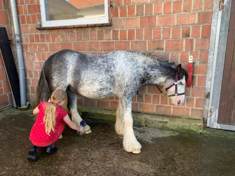 Tinker Ruin 3 Jaar 128 cm Sabino in Schenklengsfeld