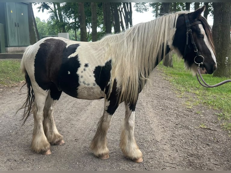 Tinker Ruin 3 Jaar 130 cm Gevlekt-paard in Lathen