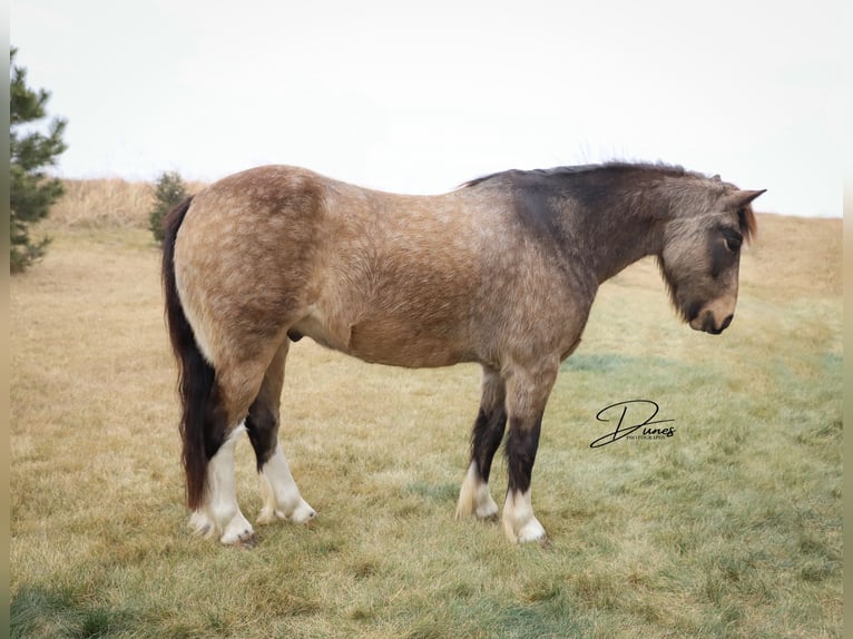 Tinker Mix Ruin 3 Jaar 137 cm Buckskin in Thedford