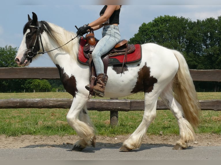 Tinker Ruin 3 Jaar 141 cm Gevlekt-paard in Lathen