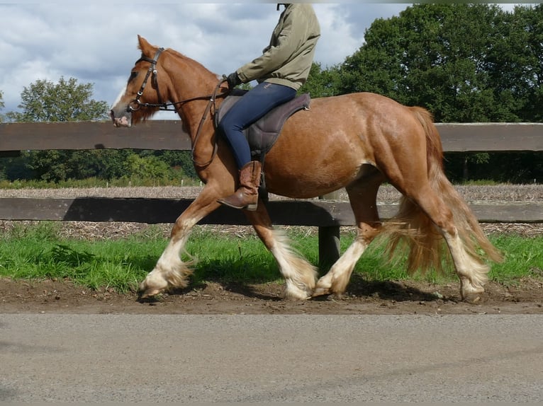 Tinker Ruin 3 Jaar 141 cm Vos in Lathen