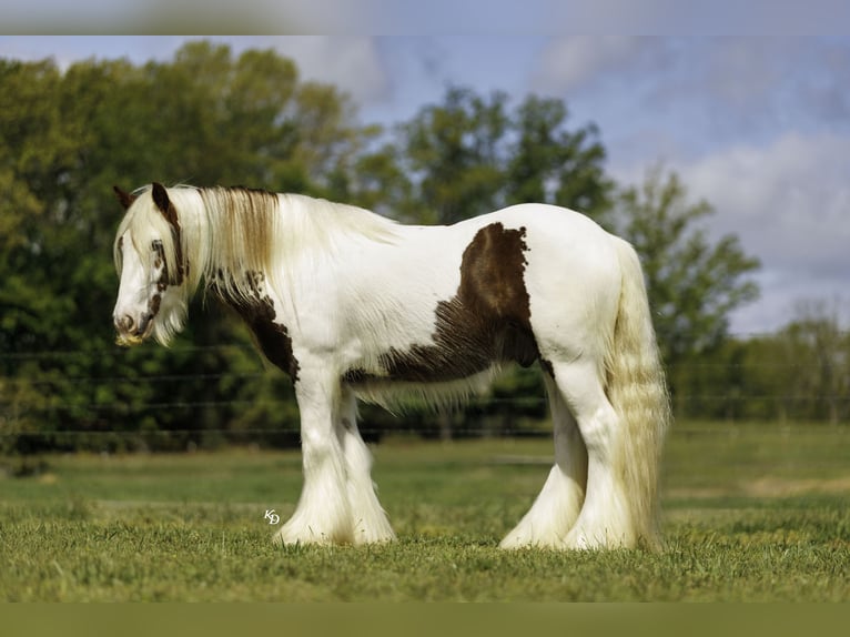 Tinker Ruin 3 Jaar 142 cm Tobiano-alle-kleuren in Quitman, AR