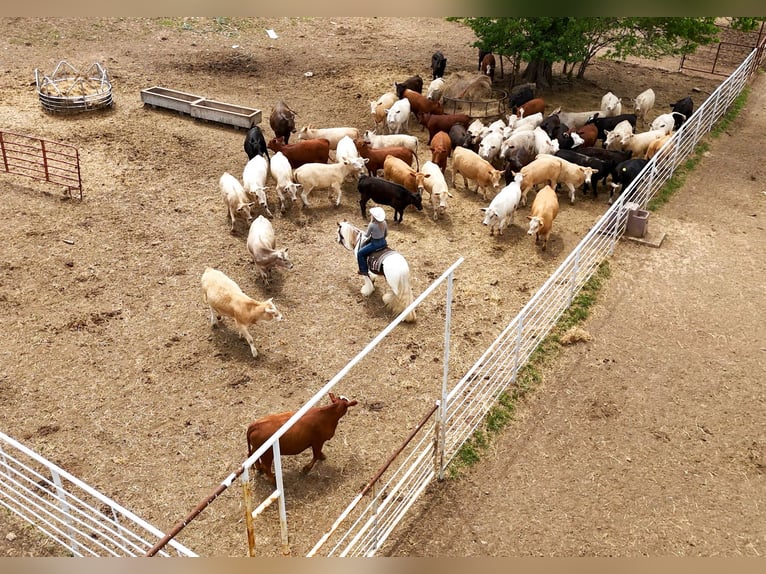 Tinker Ruin 3 Jaar 142 cm Tobiano-alle-kleuren in Quitman, AR