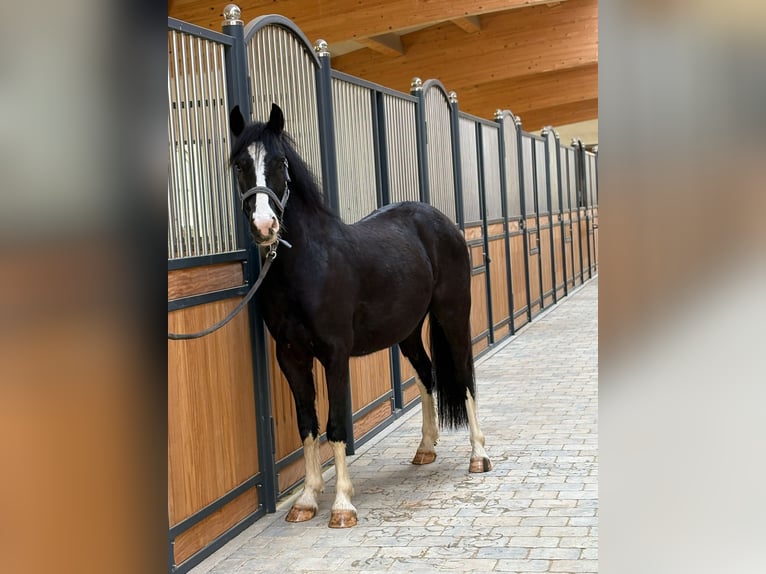 Tinker Mix Ruin 3 Jaar 142 cm Zwart in Westerheim