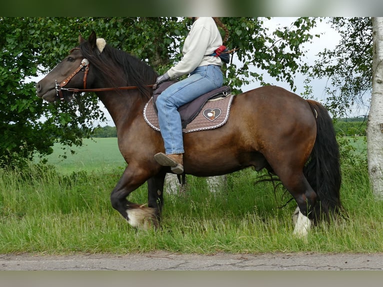 Tinker Ruin 3 Jaar 143 cm Zwart in Lathen