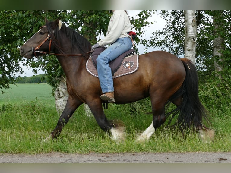 Tinker Ruin 3 Jaar 143 cm Zwart in Lathen