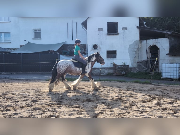 Tinker Ruin 3 Jaar 145 cm Gevlekt-paard in Morsbach