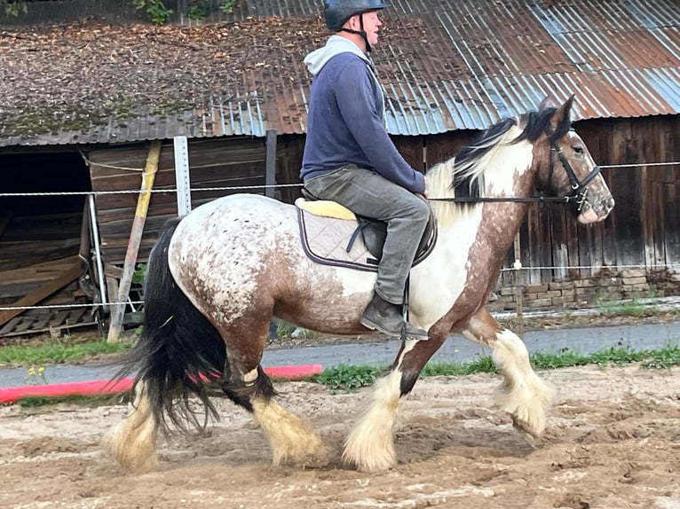 Tinker Ruin 3 Jaar 145 cm Gevlekt-paard in Morsbach