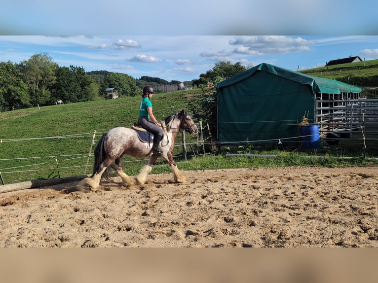 Tinker Ruin 3 Jaar 145 cm Gevlekt-paard in Morsbach
