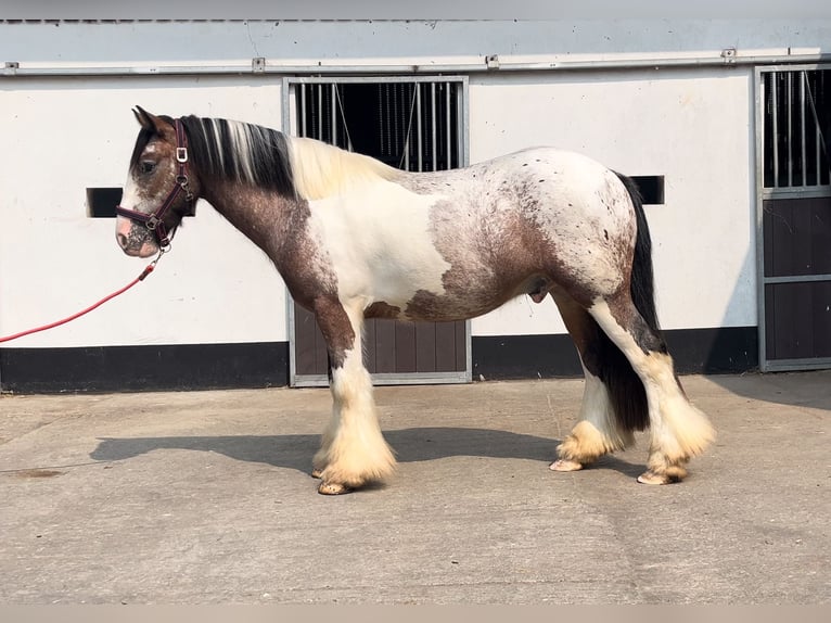 Tinker Ruin 3 Jaar 145 cm Gevlekt-paard in Morsbach