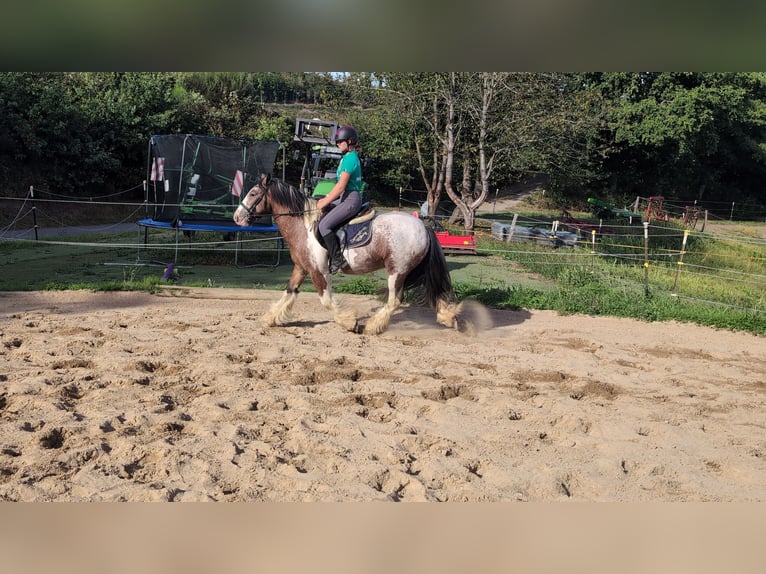 Tinker Ruin 3 Jaar 145 cm Gevlekt-paard in Morsbach