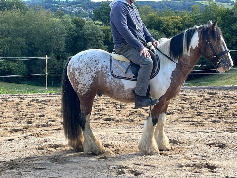 Tinker Ruin 3 Jaar 145 cm Gevlekt-paard in Morsbach