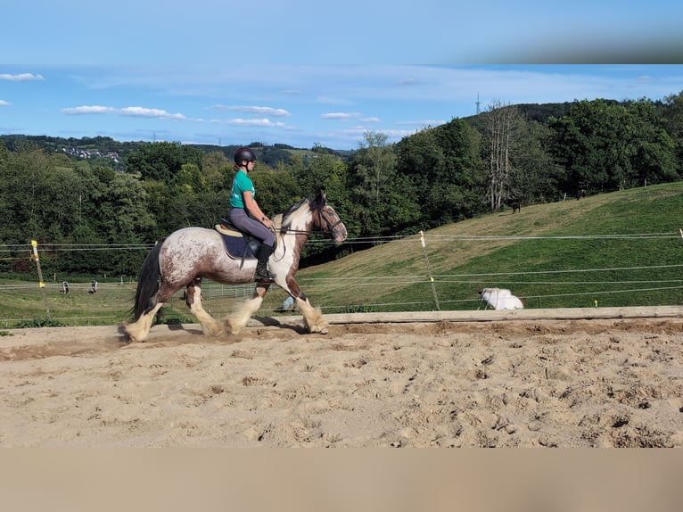 Tinker Ruin 3 Jaar 145 cm Gevlekt-paard in Morsbach