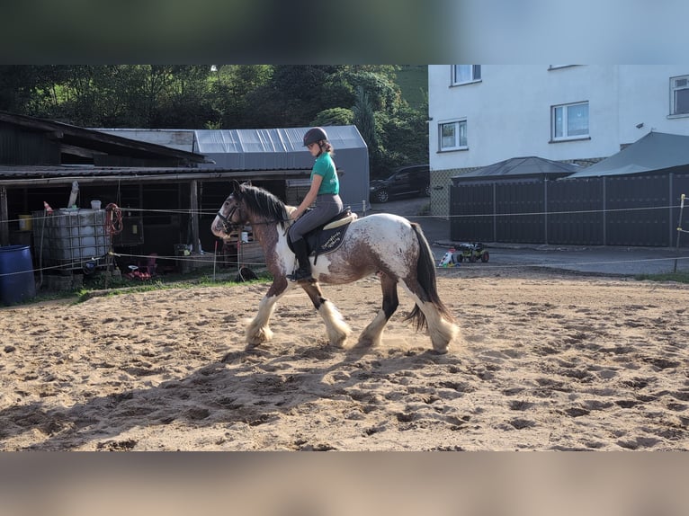 Tinker Ruin 3 Jaar 145 cm Gevlekt-paard in Morsbach