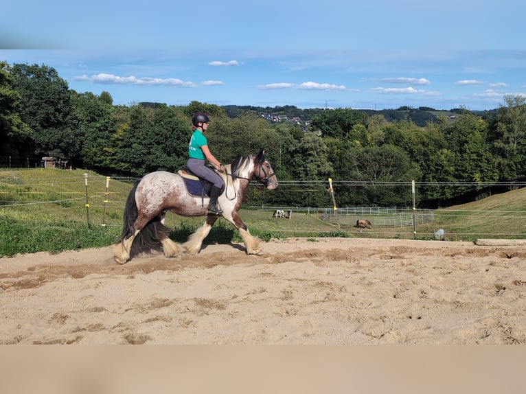 Tinker Ruin 3 Jaar 145 cm Gevlekt-paard in Morsbach