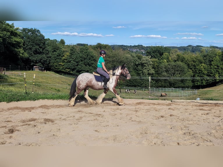 Tinker Ruin 3 Jaar 145 cm Gevlekt-paard in Morsbach