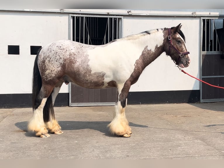 Tinker Ruin 3 Jaar 145 cm Gevlekt-paard in Morsbach