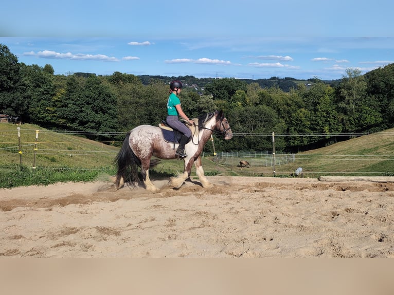 Tinker Ruin 3 Jaar 145 cm Gevlekt-paard in Morsbach
