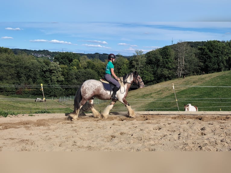 Tinker Ruin 3 Jaar 145 cm Gevlekt-paard in Morsbach