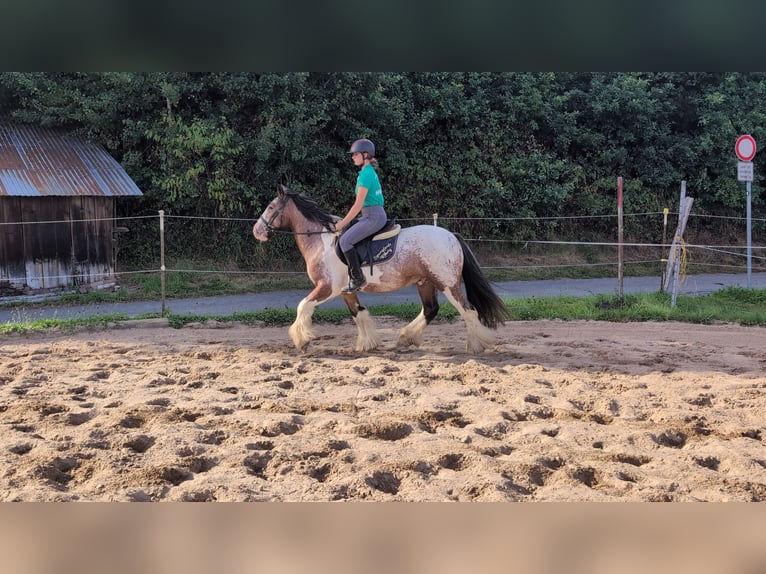 Tinker Ruin 3 Jaar 145 cm Gevlekt-paard in Morsbach