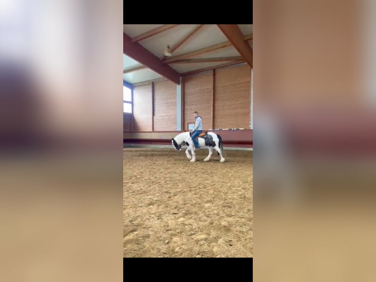 Tinker Ruin 3 Jaar 145 cm Gevlekt-paard in Achstetten