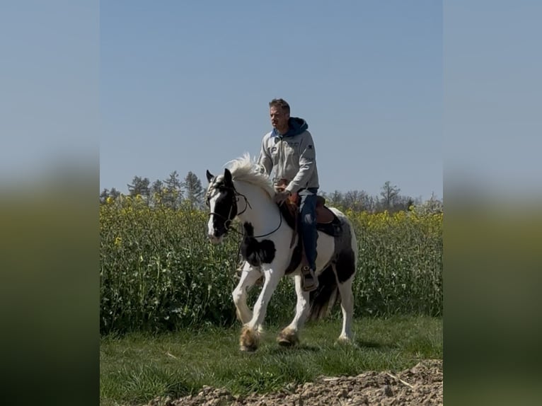 Tinker Ruin 3 Jaar 145 cm Gevlekt-paard in Achstetten