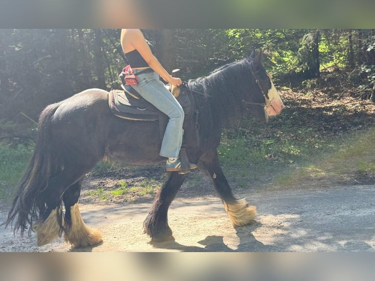 Tinker Ruin 3 Jaar 147 cm Zwart in Lathen