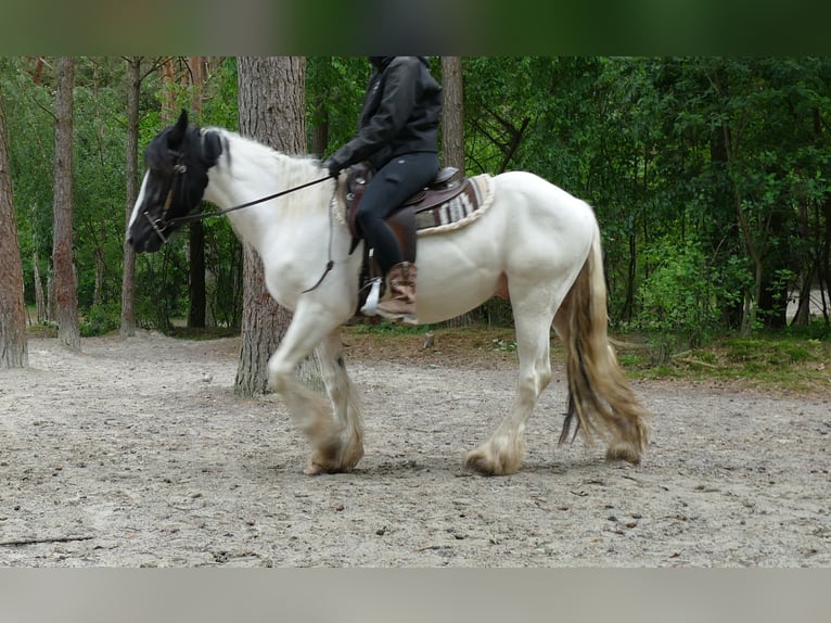 Tinker Ruin 3 Jaar 151 cm Gevlekt-paard in Lathen