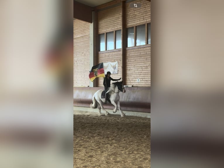 Tinker Mix Ruin 3 Jaar 155 cm Gevlekt-paard in Achstetten