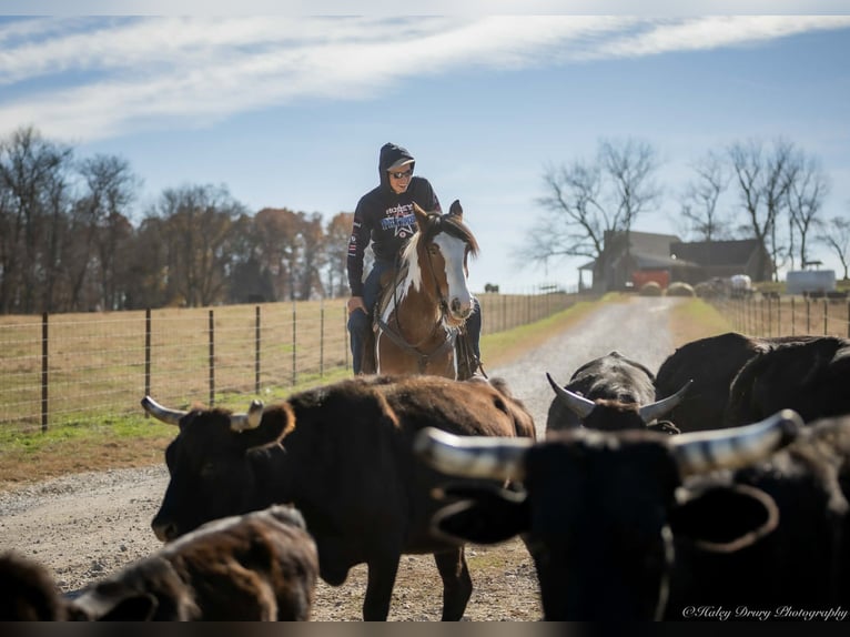 Tinker Mix Ruin 3 Jaar 160 cm Gevlekt-paard in Auburn