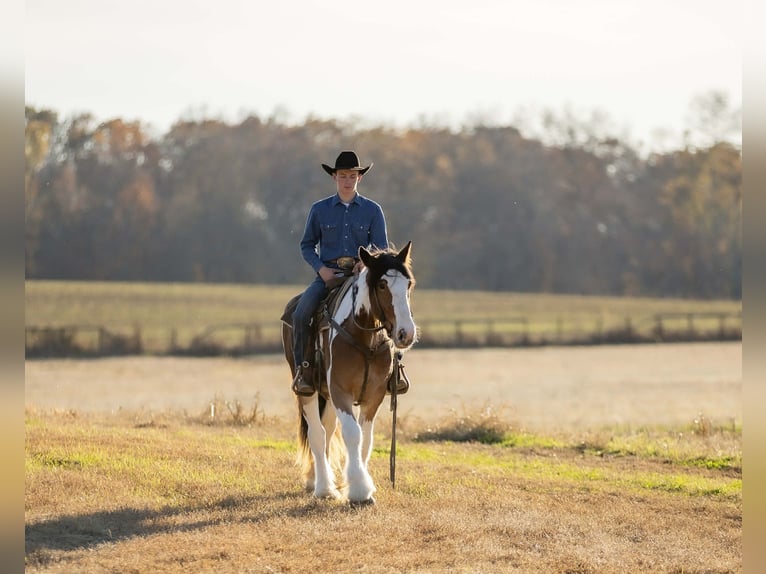 Tinker Mix Ruin 3 Jaar 160 cm Gevlekt-paard in Auburn
