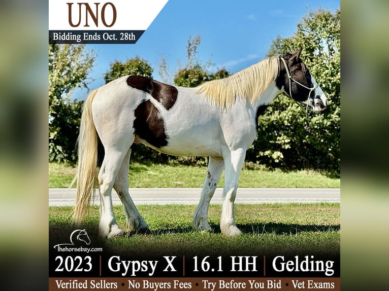 Tinker Mix Ruin 3 Jaar 165 cm Tobiano-alle-kleuren in Princeton, MO