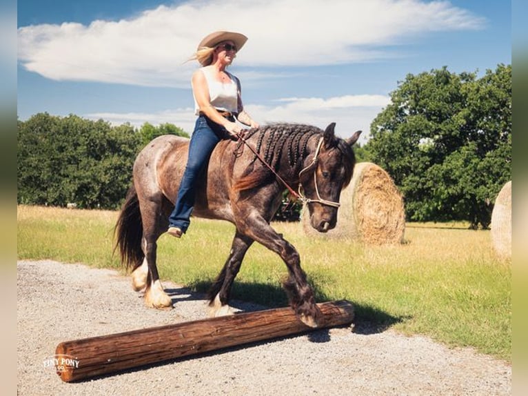 Tinker Mix Ruin 3 Jaar Roan-Blue in Jacksboro