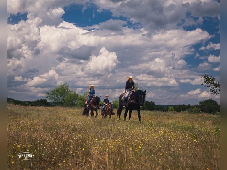 Tinker Mix Ruin 3 Jaar Roan-Blue in Jacksboro