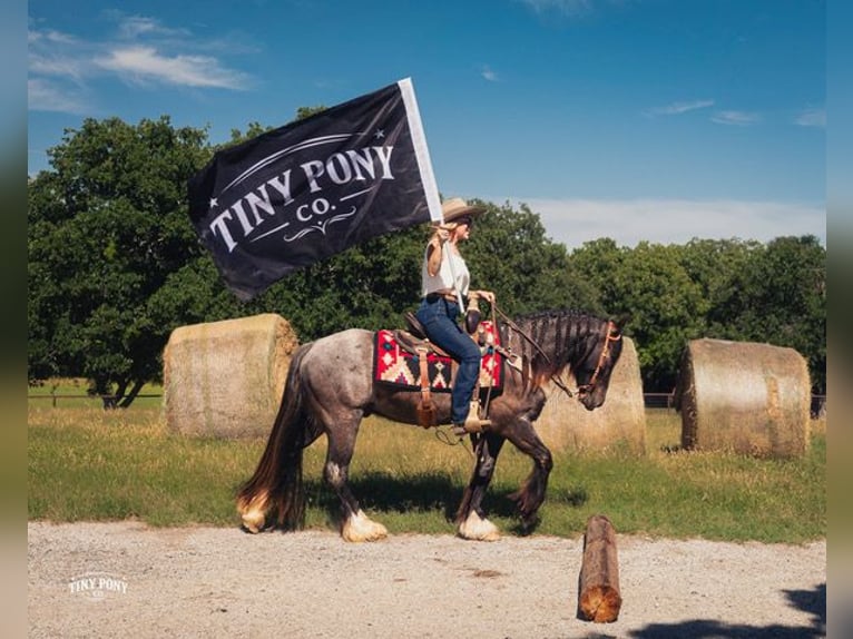 Tinker Mix Ruin 3 Jaar Roan-Blue in Jacksboro
