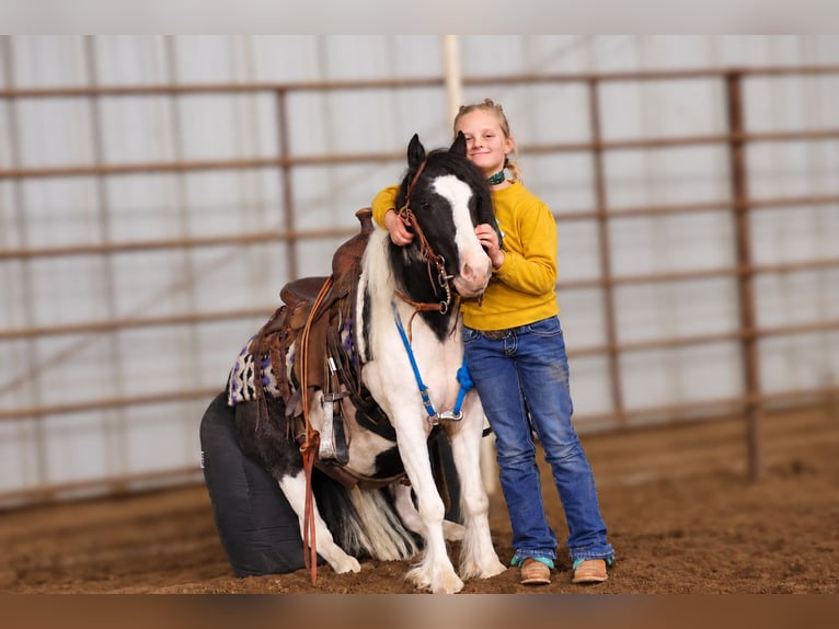 Tinker Mix Ruin 4 Jaar 102 cm Gevlekt-paard in Sedalia