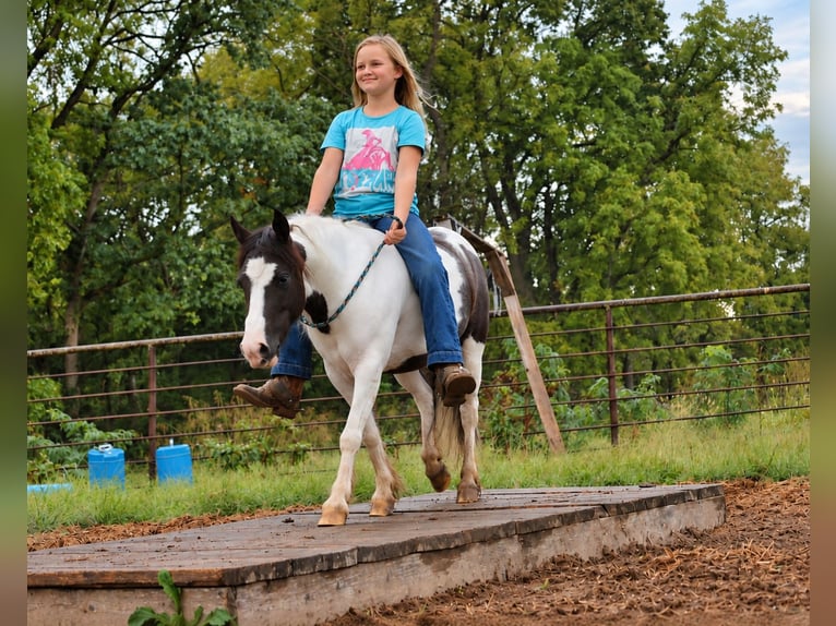 Tinker Mix Ruin 4 Jaar 102 cm Gevlekt-paard in Sedalia