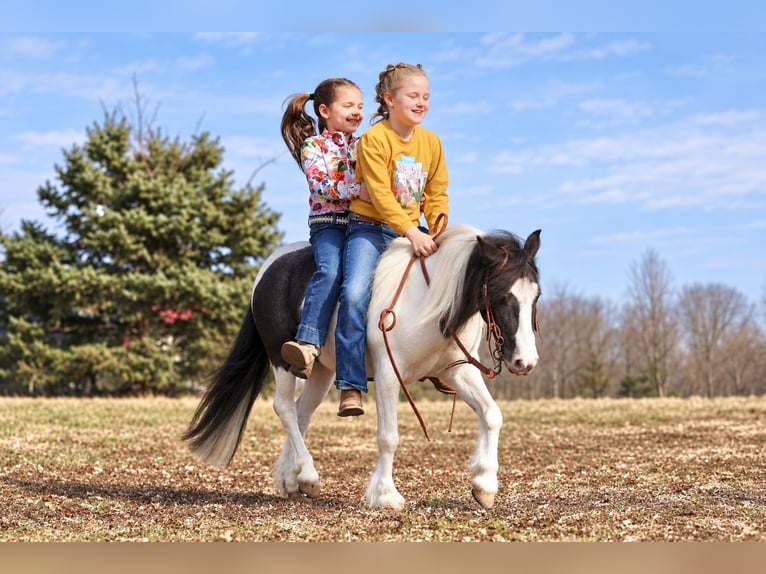 Tinker Mix Ruin 4 Jaar 102 cm Gevlekt-paard in Sedalia