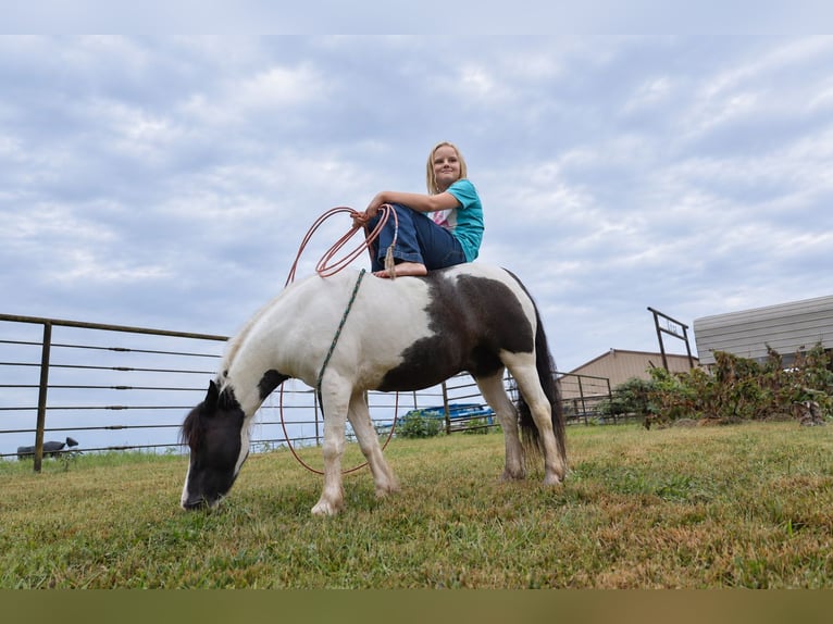 Tinker Mix Ruin 4 Jaar 102 cm Gevlekt-paard in Sedalia