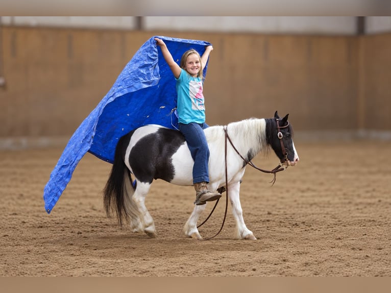 Tinker Mix Ruin 4 Jaar 102 cm Gevlekt-paard in Sedalia