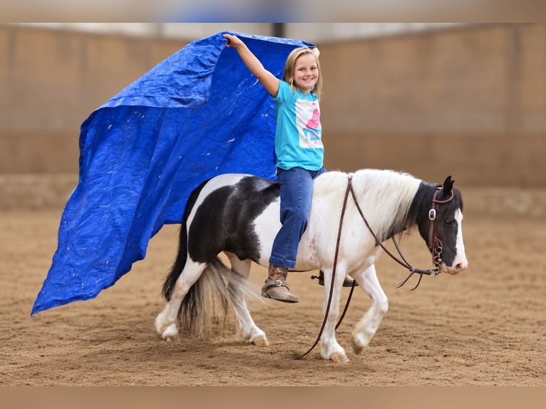 Tinker Mix Ruin 4 Jaar 102 cm Gevlekt-paard in Sedalia